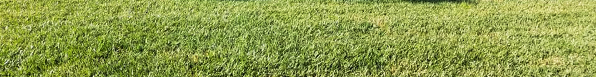 Lawn Care Maintenance Services Local Most Dependable Provider